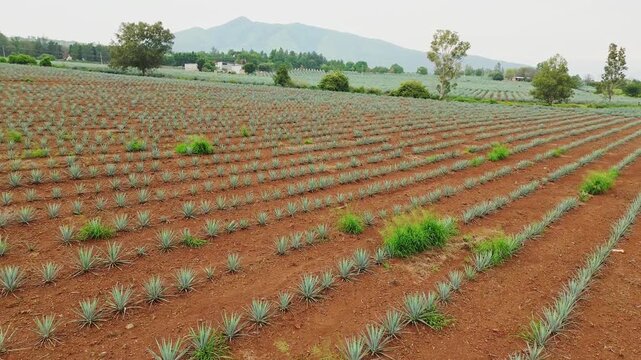 Aerial view of agave field for tequila in Jalisco, Mexico