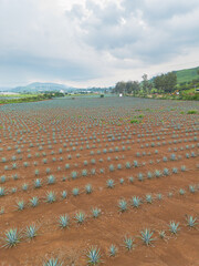 Drone shot of agave plants in rows for tequila industry in Mexico