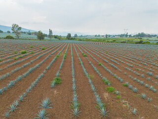 Landscape of agave fields with mountains in Jalisco, Mexico