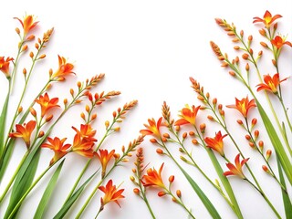 Arrangement of vibrant orange Crocosmia flowers, buds, and green leaves on white backdrop