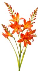Elegant composition of vibrant orange Crocosmia flowers against a pristine white background