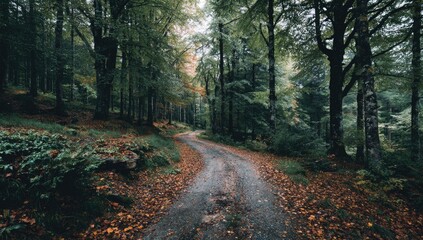 Obraz premium Winding forest path in autumn