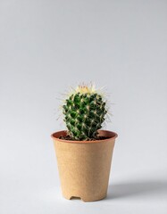 Small Green Cactus in Brown Pot on White Background with Bright Overhead Lighting