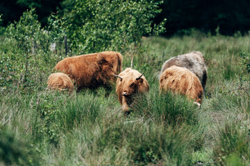Scottish Highland Cattle on a Meadow