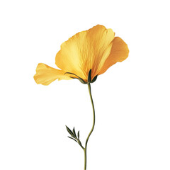 Golden flower in vibrant stripes a joyful bloom,