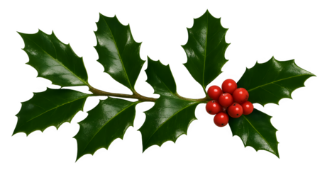 A red holly leaf with berries on it