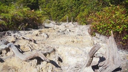 Fototapeta premium The volcanic natural scenery of the Dead Forest, a famous tourist attraction on Mount Papandayan, West Java