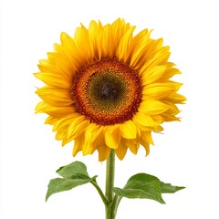 Fototapeta premium A vibrant sunflower in full bloom, radiating warmth and beauty