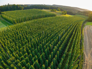 Fototapeta premium Fly with me along green and juicy hops fields at the Bavarian Hallertau region before harvest phase to have a key element to brew beer