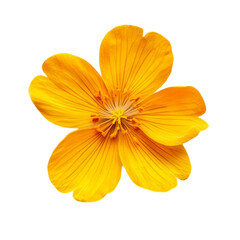 Vibrant Yellow Flower Bright Colors Bold Petals Nature Beauty