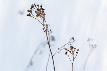 Dry tansy flowers placed over white snow background, abstract natural winter photo