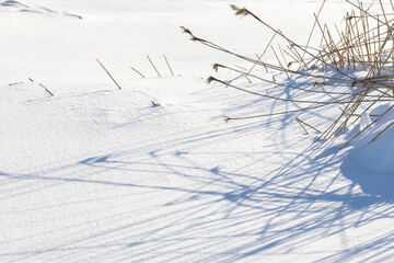 A serene wintry scene featuring dry reeds casting long shadows