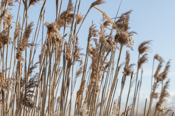 Tall golden reeds stand gracefully against the backdrop of a clear blue sky