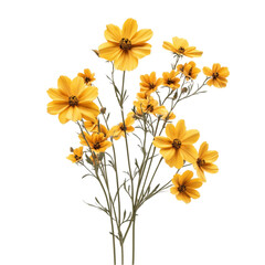 Fototapeta premium Vibrant Yellow Cosmos Flowers against a Striped Background Bright and Cheerful Floral Art