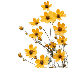 Vibrant Yellow Cosmos Flowers in Abstract Setting Delightful Sunny Floral Art