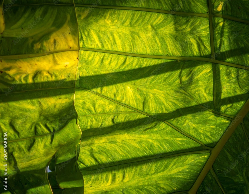 Poster abstract green leaf texture with sunlight and shadow patterns for backgrounds