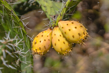 Close-up of three yellow prickly pear fruits