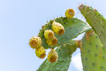 Prickly pear cactus with yellow fruits