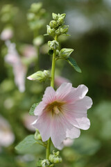 Fototapeta premium Pale Pink hollyhock flowers, natural floral background