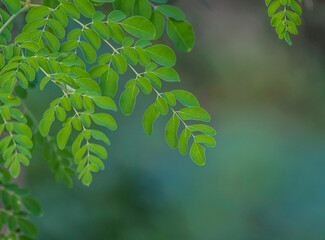 Moringa leaf is a superfood and a wellness alternative medicine