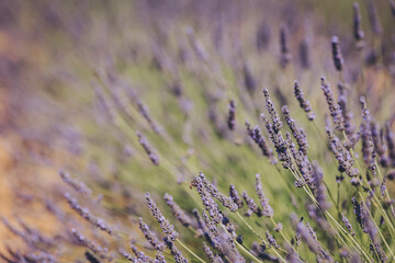 Lavender blooms sway softly in the sunlight, creating a serene landscape in a fragrant garden during the warm summer afternoon