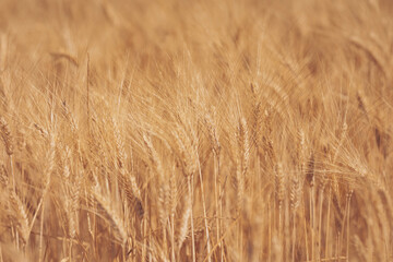 Golden waves of wheat sway gently under the summer sun, capturing the essence of rural life during harvest season in an open field