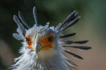 Secretary bird closeup portrait in South Africa