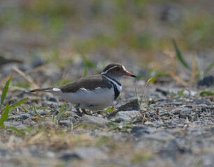 Three banded plover a small wader bird in Marievale sanctuary Gauteng