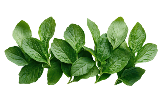 Light green butterfly with open wings isolated on transparent background displaying delicate wing veins