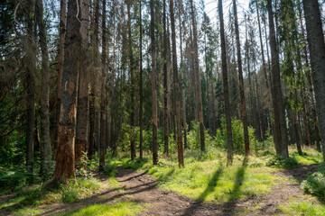 Fototapeta premium Spruce-pine forest with trees killed by pests.The death of the park reserve.Dry trees.