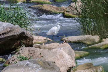 The little egret (Egretta garzetta) forages for food in shallow streams among moss-covered limestone rocks. This wading bird displays natural feeding behavior in a pristine freshwater habitat 