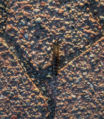 Closeup of larva crawling on rough pavement.