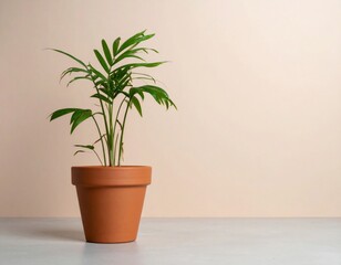 Fototapeta premium Small Areca Palm in Terracotta Pot Against Beige Wall on Gray Surface