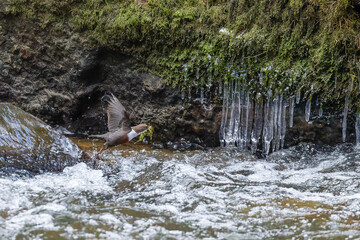 Die Wasseramseln sind bereits eifrig beim Nestbau - trotz Eis und Schnee