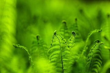 Soft focused fern field with curled tips in spring.