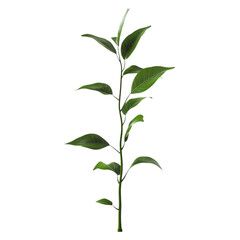 Fototapeta premium Green Plant Emerging Through Abstract Stripes Hopeful Growth