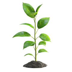 Vibrant Green Plant Sprouting Hopeful Growth Nature