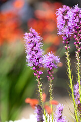 Obraz premium Close up of dense blazing star (liatris spicata) flowers in bloom