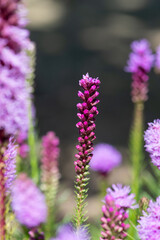 Close up of dense blazing star (liatris spicata) flowers in bloom