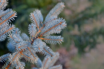 Picea pungens , blue spruce conifer tree branches against natural blurred garden background....