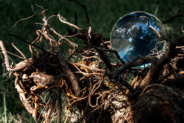 Crystal Ball on the Root of an Old Tree