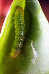 Close-up shot of a ulat palpita larva crawling on a plant leaf