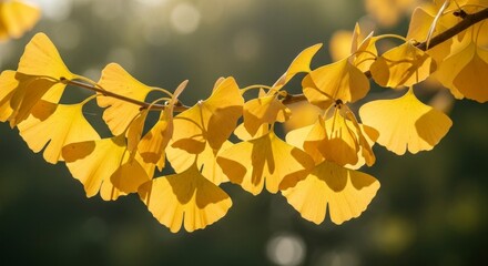 Obraz premium A close-up of vibrant autumnal ginkgo biloba leaves, bathed in golden sunlight, showcasing their unique fan-shaped forms and delicate textures.