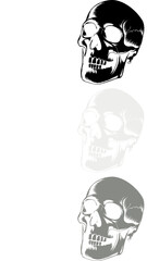 vector illustration of skull