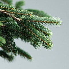 Close up view of evergreen tree branch with vibrant green needles and natural texture
