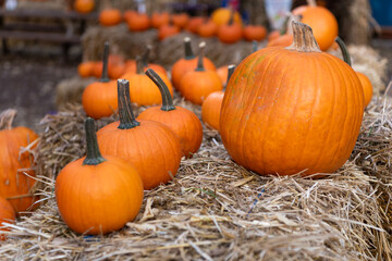 Dead Halloween pumpkin. Trick or treat. Celebrate All Hallows party holiday. All Hallows. Rich harvest. October 31. Halloween pumpkin on hay. Happy Halloween. Pumpkin harvest in autumn. Day of dead
