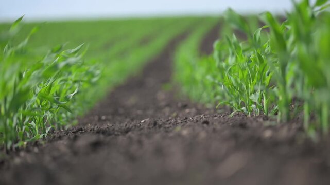 Smooth slow motion of corn rows in field, leaves dancing.