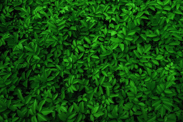 Green fernlike vegetation texture suitable for backgrounds, naturethemed designs, tropical themes, prints, and botanicalinspired projects. Rich and lush foliage pattern.