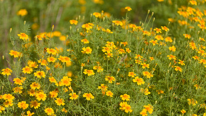 Bright flowers of Tagetes, commonly called marigold, natural macro floral background
