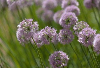 Flowering Chives,  Allium schoenoprasum, natural macro floral background